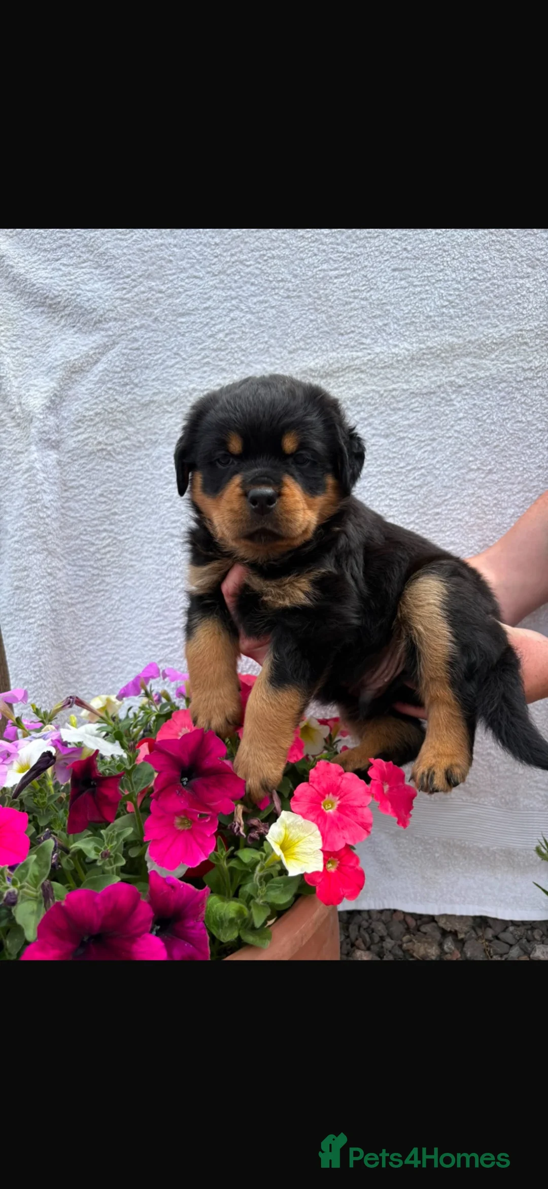 Rottweiler dogs for sale: KC registered Rottweiler Puppies - Advert 1