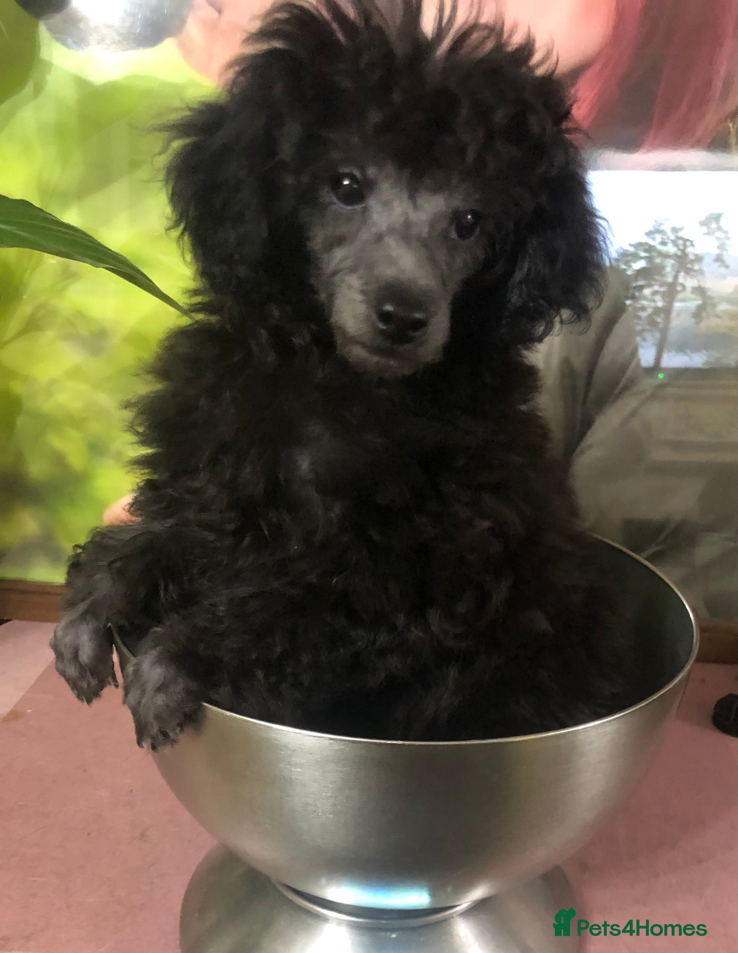 Toy Poodle dogs Ernie is ready to go! - Advert 1