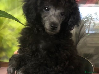 Toy Poodle dogs Ernie is ready to go! - Advert 8