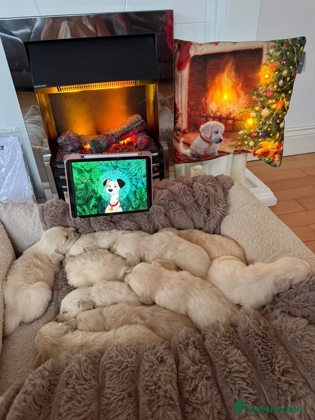 Golden Retriever dogs for sale: Stunning English cream golden retrievers 🌹 in Hornchurch - Advert 1