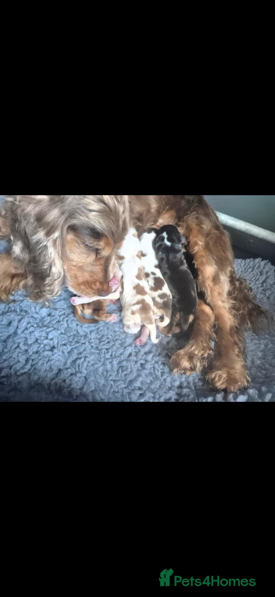 Cocker Spaniel dogs Kc reg show cocker spaniel - Advert 2