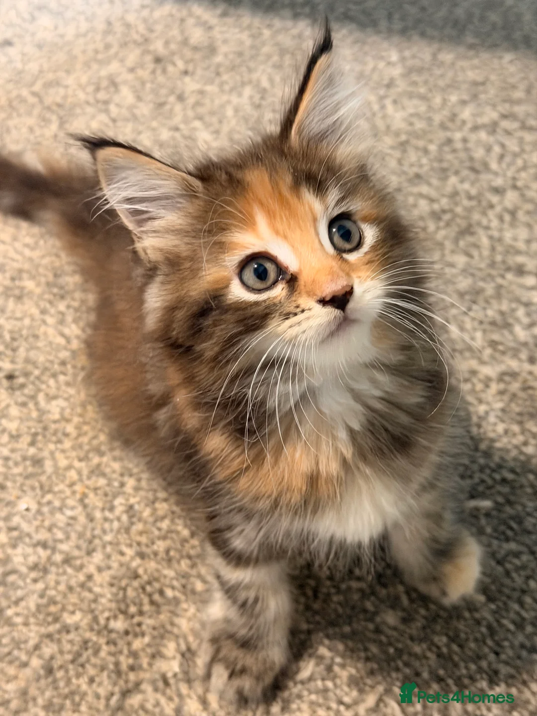 Maine Coon cats for sale: Maine coon kittens - Advert 24
