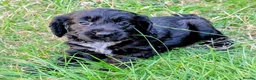 Cockapoo dogs for sale: Licensed breeder, health tested F1 cockapoos - Advert 10