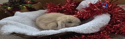 Mini Lop rabbits for sale: Beautiful Baby Purebred Mini Lops - Ready 15th Dec - Advert 3