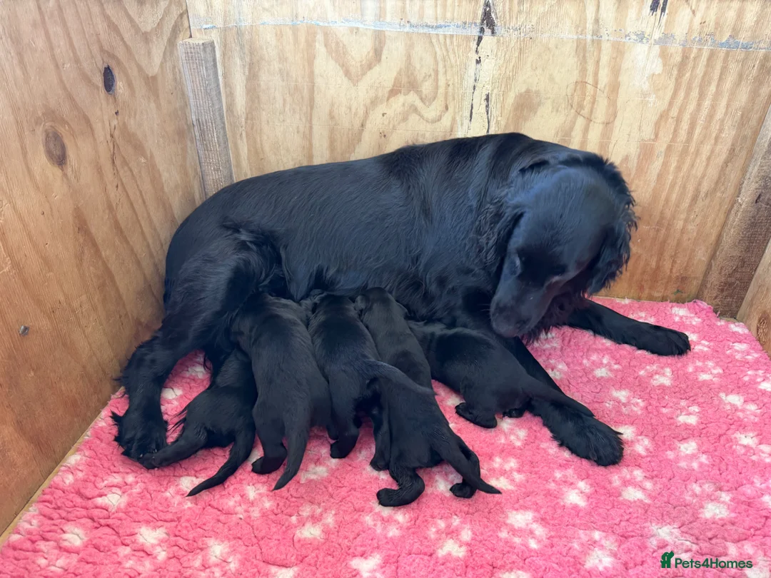 Flat coated Retriever dogs for sale: Flat coated retriever puppies in Gainsborough - Advert 2