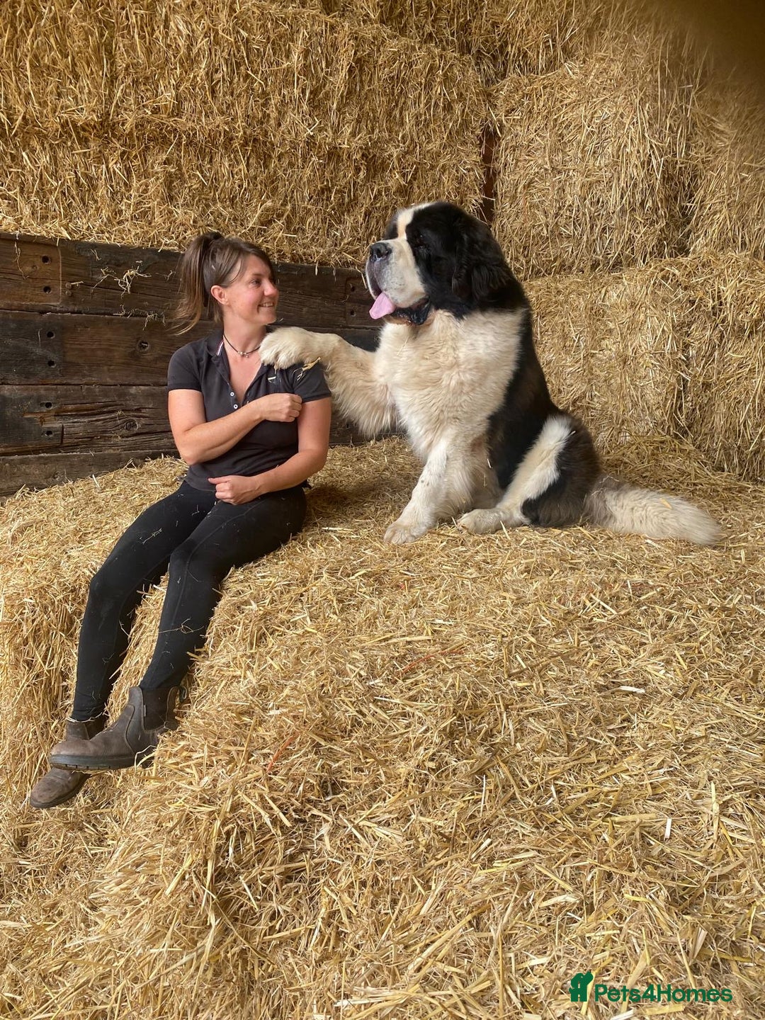 Saint Bernard dogs for sale: Saint pups from HIP & ELBOW tested parents  - Advert 2