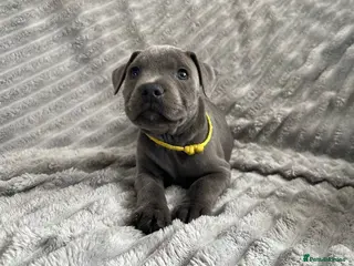 Staffordshire Bull Terrier dogs Blue Staffordshire bull terrier puppies in Luton - Advert 1