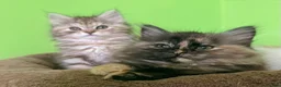 Kurilian Bobtail cats for sale: *RARE*Stunning Kurilian bobtail kittens available  - Advert 12