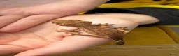 Gecko reptiles for sale: Various Crested Gecko Babies - Advert 12