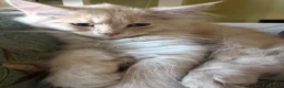 Maine Coon cats for sale: Gorgeous ChampionRussian line XL Mainecoon kittens - Advert 13