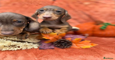 Miniature Dachshund dogs - Advert 5