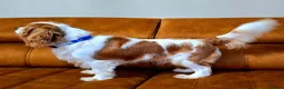 Cavalier King Charles Spaniel dogs for stud: 🥇0% COI KC Reg Cavalier King Charles Spaniel ⭐️ - Advert 2