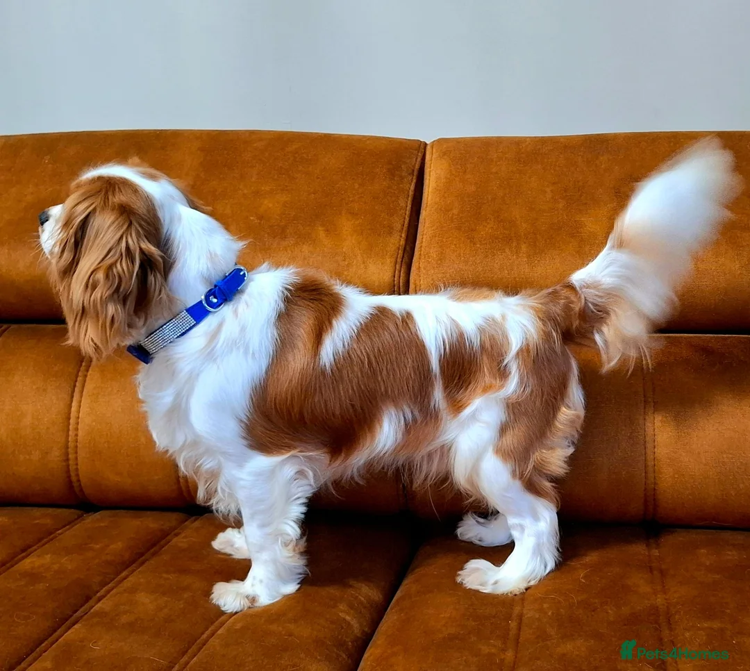 Cavalier King Charles Spaniel dogs for stud: 🥇0% COI KC Reg Cavalier King Charles Spaniel ⭐️ - Advert 2