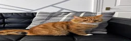 British Longhair cats for sale: Domestic longhair  - Advert 5
