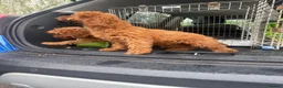 Cavapoo dogs for sale: cavapoo puppies  in Reading - Advert 8