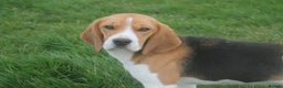 Beagle dogs for sale: NOW RESERVED 4 YEAR OLD GIRL KC REG BEAGLE - Advert 4