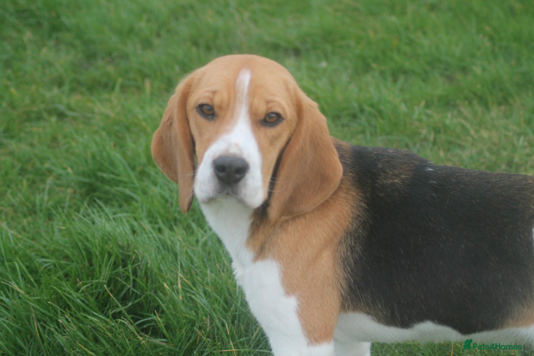 Beagle dogs for sale: NOW RESERVED 4 YEAR OLD GIRL KC REG BEAGLE - Advert 4