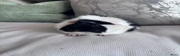 Guinea Pig rodents for sale: Gorgeous male Guinea pigs   in Telford - Advert 7