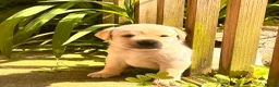 Labrador Retriever dogs for sale: Fabulous blonde Labrador puppies  - Advert 9