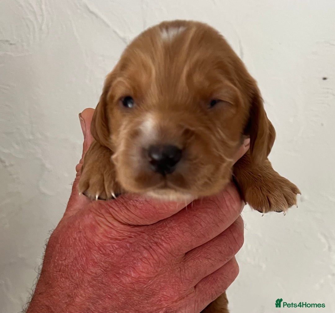 Cocker Spaniel dogs for sale: KC COCKER PUPS TRI BLACK TAN WHITE RED BLUE ROAN - Image 15