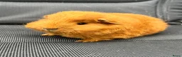 Guinea Pig rodents for sale: Swiss Guniea pig  - Advert 3