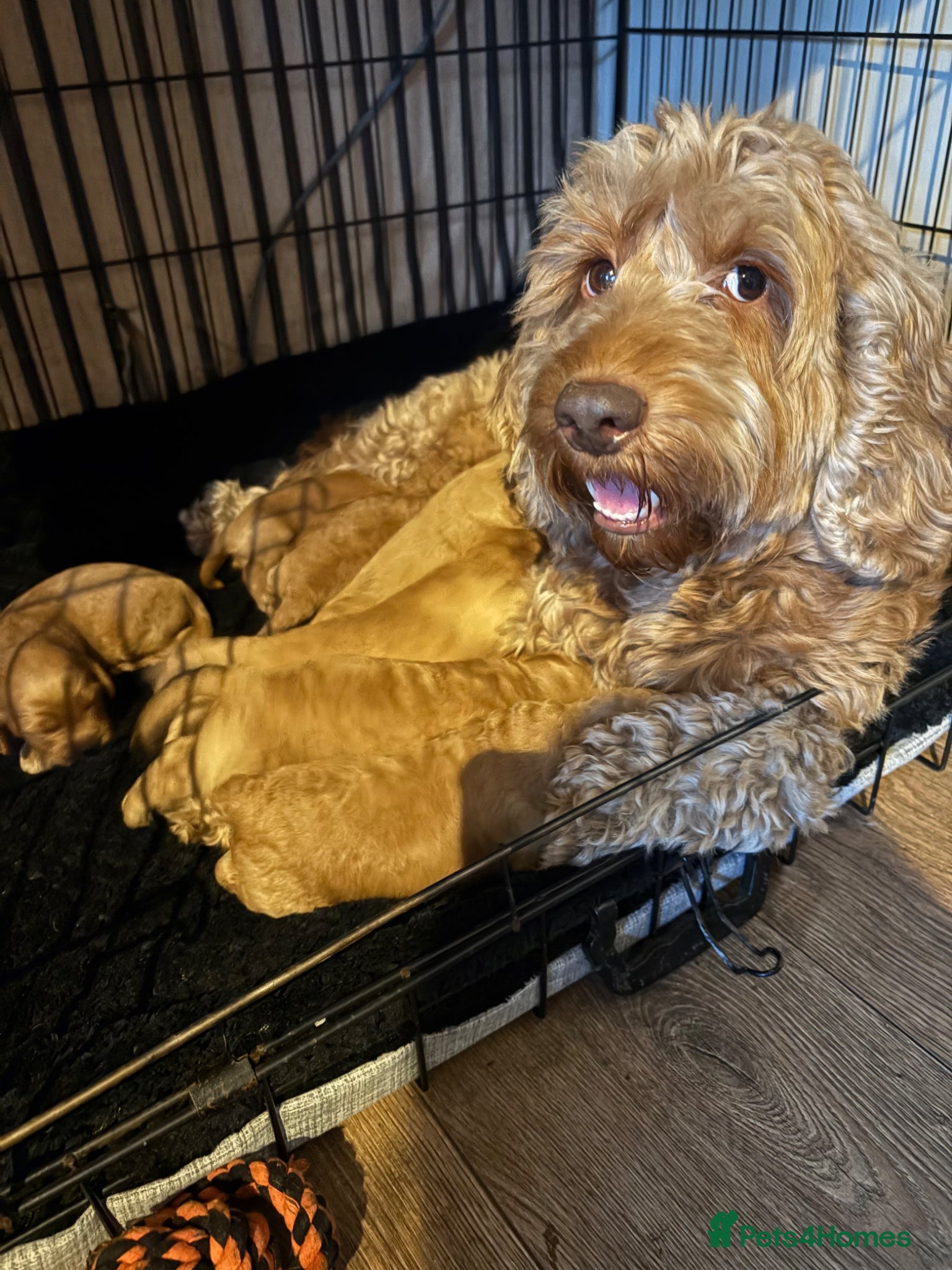 Cockapoo dogs for sale: Cockapoo - Advert 37