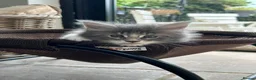 Maine Coon cats for sale: Exceptional POLYDACTYL Maine Coon Kittens  - Advert 9