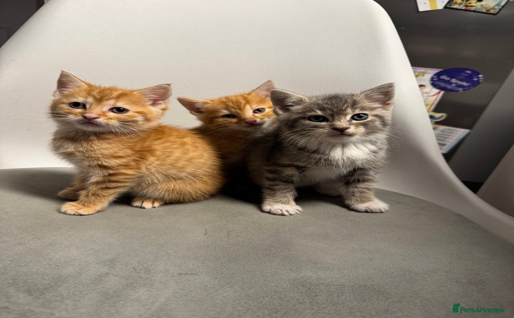 Mixed Breed cats - Advert 1