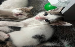 Mixed Breed cats for sale: Ready! Snow Bengal/Seal Lynx X Kittens  - Image 9