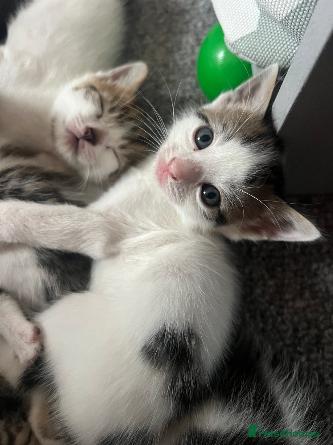 Mixed Breed cats for sale: Ready! Snow Bengal/Seal Lynx X Kittens  - Image 9