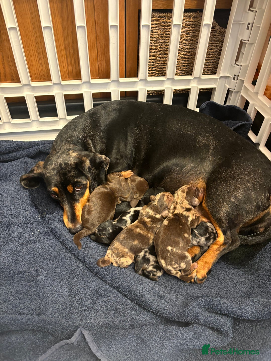 Dachshund dogs for sale: Miniture dachshund  - Image 9