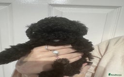 Yorkiepoo dogs for sale: 1 beautiful yorkiepoo ready to leave 🥰🥰 - Image 6