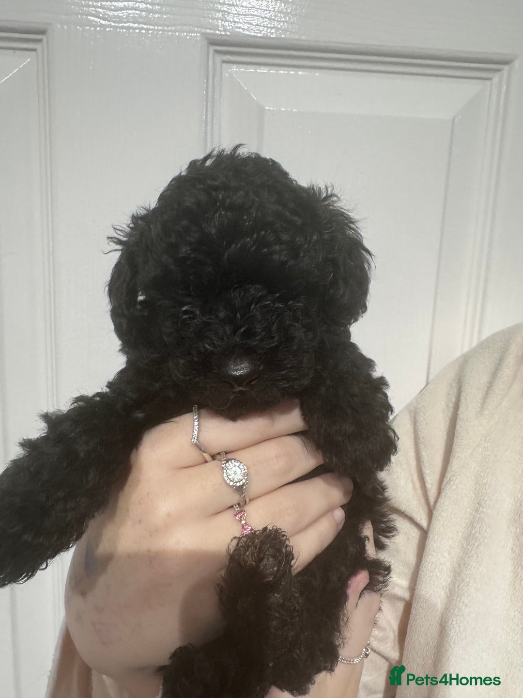 Yorkiepoo dogs for sale: 1 beautiful yorkiepoo ready to leave 🥰🥰 - Image 6