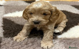 Cockapoo dogs for sale: F1 Miniature Cockapoo puppies  - Image 13