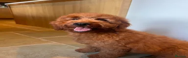 Labradoodle Puppy 10