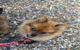 Pomeranian dogs for sale: Beautiful Pomeranian Puppy!  - Image 4