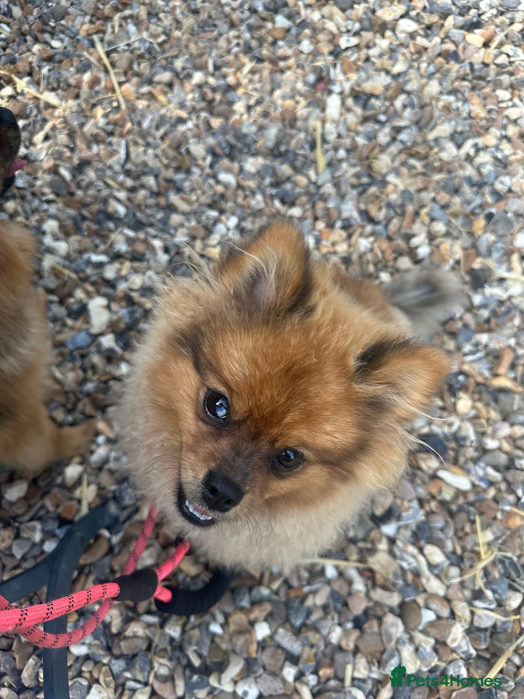 Pomeranian dogs for sale: Beautiful Pomeranian Puppy!  - Image 4