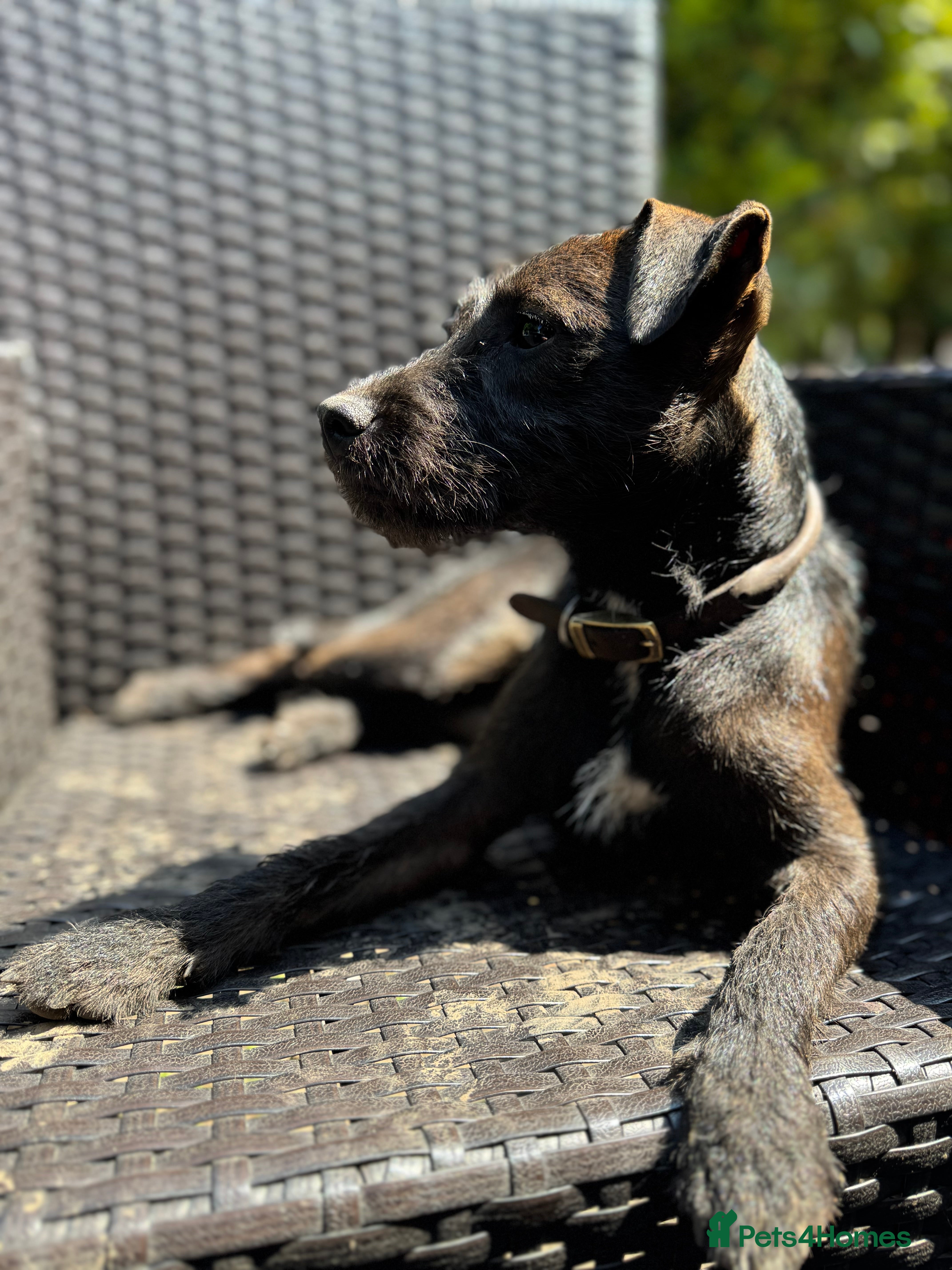 Patterdale Terrier dogs Patterdale Pups - Advert 3