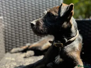 Patterdale Terrier dogs Patterdale Pups - Advert 3