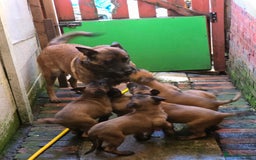 Belgian Shepherd Dog dogs for sale: Belgium Malinois pups for sale - Advert 11
