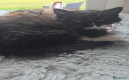 Ragdoll cats for sale: *READY NOW* RAGDOLL CROSS LONG-HAIRED - Image 21