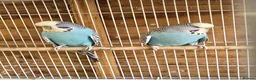 Budgerigars birds for sale: Colourful Budgies Healthy Social and Ready to Fly! - Advert 11