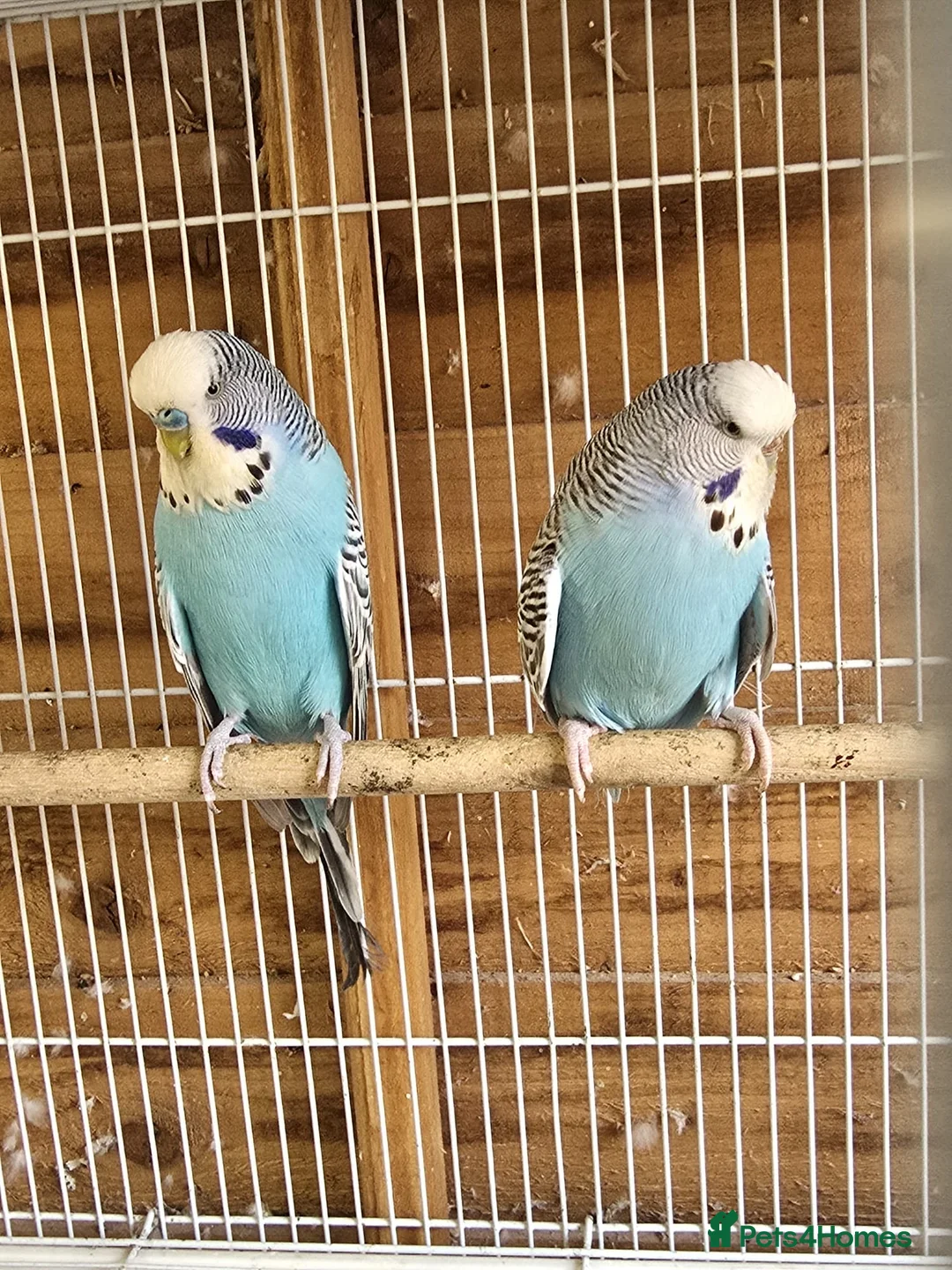 Budgerigars birds for sale: Colourful Budgies Healthy Social and Ready to Fly! - Advert 11
