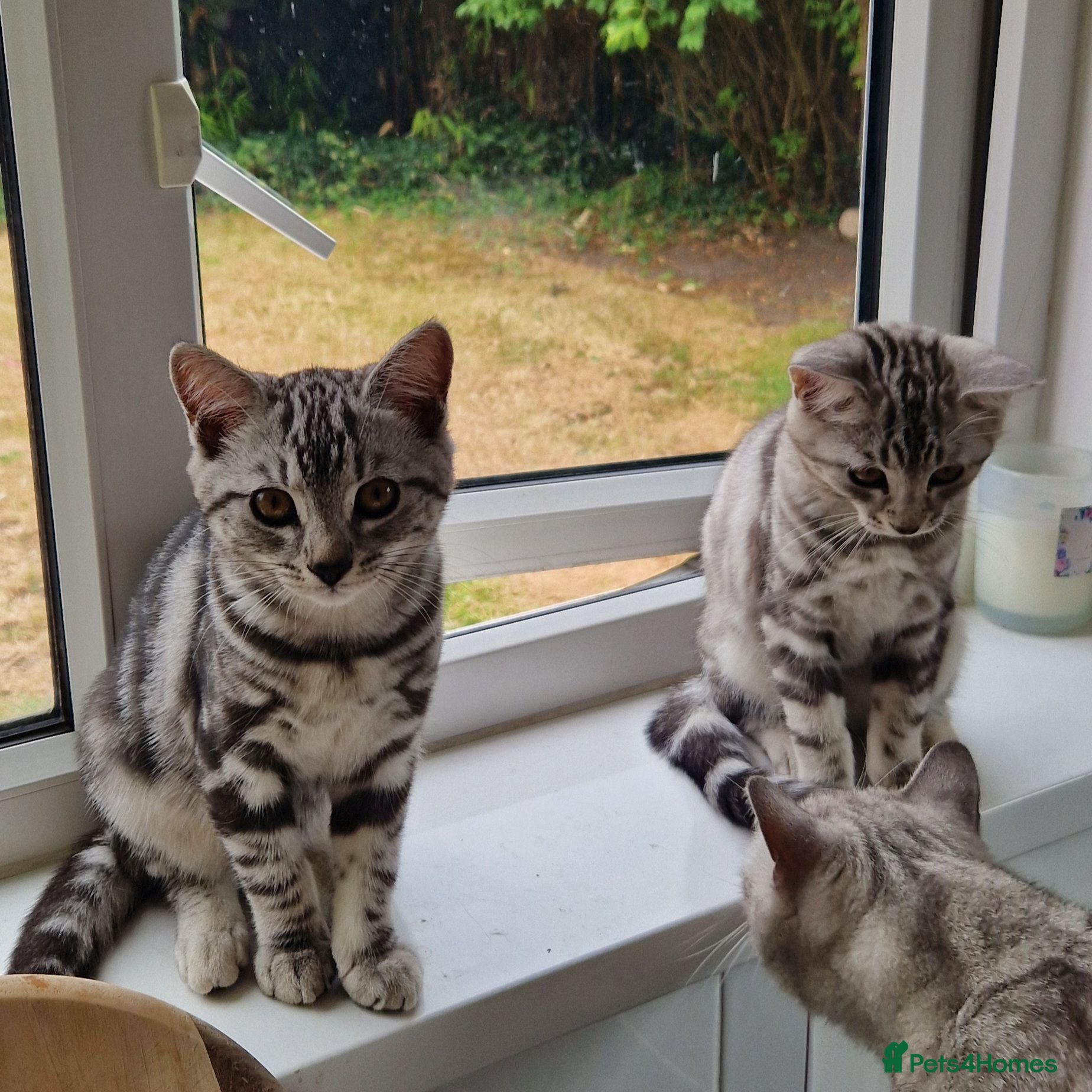 British Shorthair cats Lovely tabby mix kittens - Advert 8