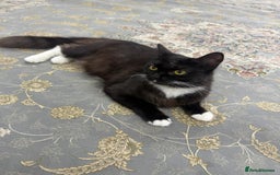 Mixed Breed cats for sale: Black and white cat  - Image 2