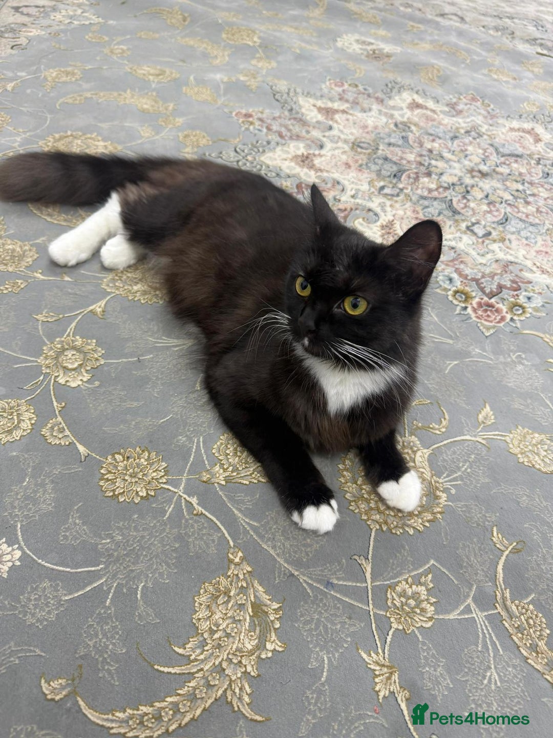Mixed Breed cats for sale: Black and white cat  - Image 2