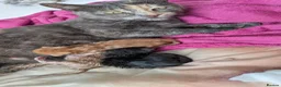 Mixed Breed cats for sale: 3 female kittens, 8 weeks old, ready to leave mum - Advert 2