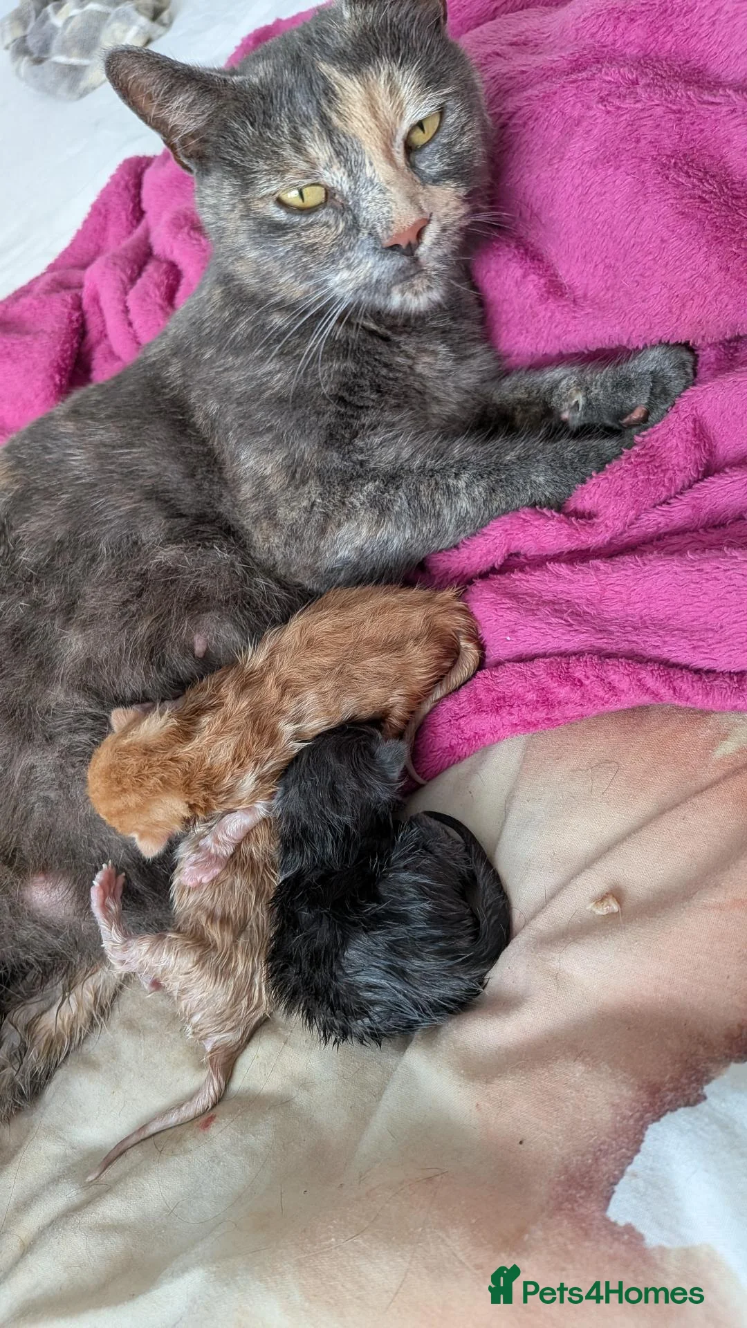 Mixed Breed cats for sale: 3 female kittens, 8 weeks old, ready to leave mum - Advert 2
