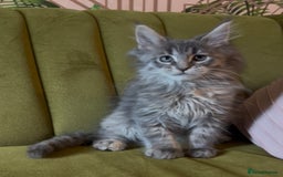 Maine Coon cats for sale: Maine Coon girls READY NOW Russian sired  - Image 4
