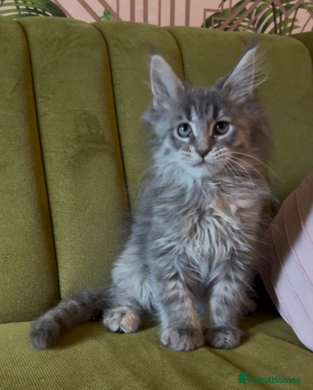 Maine Coon cats for sale: Maine Coon girls READY NOW Russian sired  - Image 4